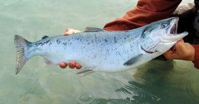 A sockeye salmon caught in Kenai, Alaska