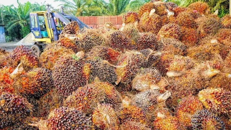 palm oil