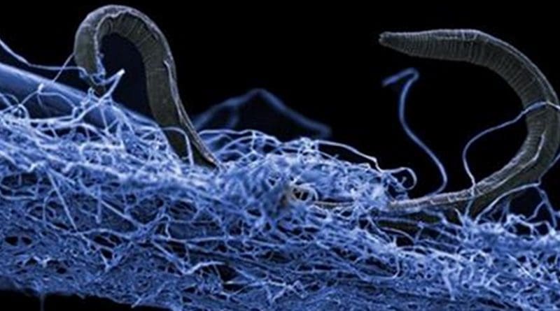 A nematode (eukaryote) in a biofilm of microorganisms. This unidentified nematode (Poikilolaimus sp.) from Kopanang gold mine in South Africa, lives 1.4 km below the surface. Credit: Image courtesy of Gaetan Borgonie (Extreme Life Isyensya, Belgium).