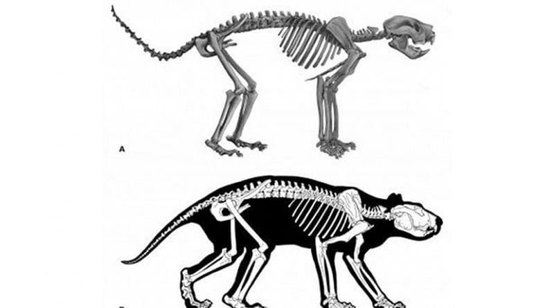 (A) Reconstruction of the skeleton of T. carnifex. (B) Body outline based on examination of musculature evident in x-ray imaging of marsupials Vogelnest and Allen. Credit Wells et al., 2018
