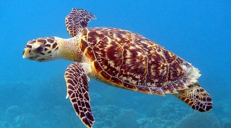 Hawksbill turtle nests are under threat from rising air temperatures. Credit Wikimedia Commons