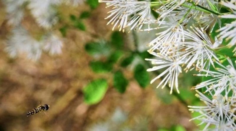 This is a fly pollinator approaching male flowers of Thalictrum pubescens (tall meadow-rue) to collect pollen. Credit David Timerman