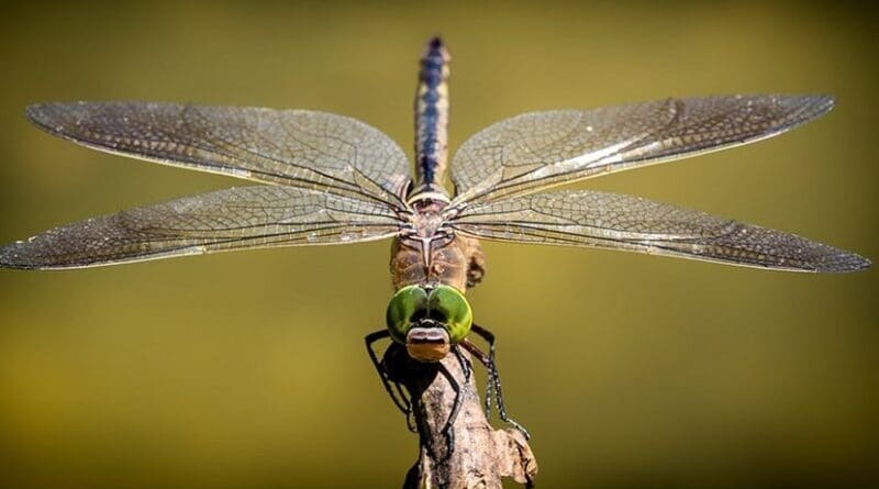 A dragonfly