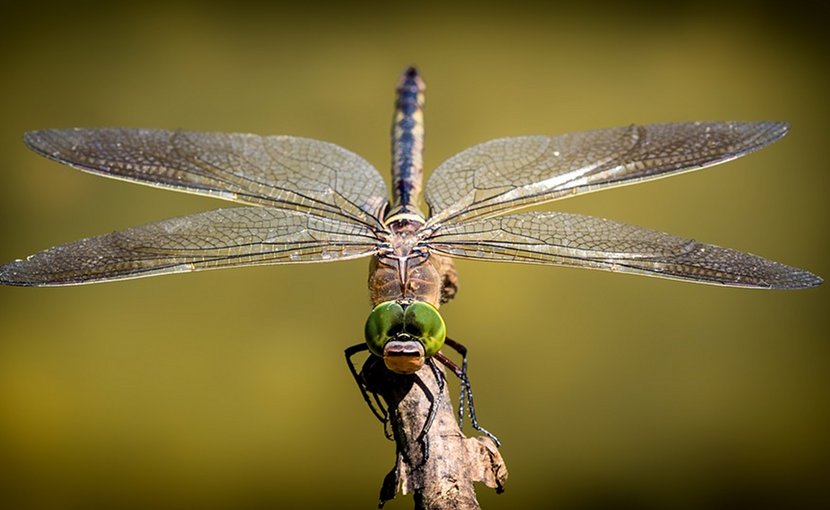 Dragonflies, Environmental Health Indicators Threatened To Extinction – OpEd