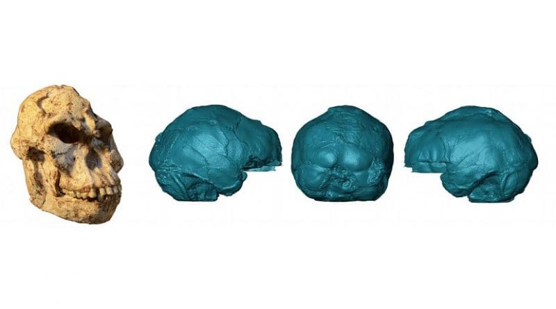 Virtual rendering of the brain endocast of "Little Foot". Photo of the original skull by M. Lotter and R.J. Clarke. Credit Wits University