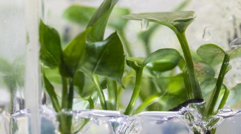 Researchers at the University of Washington have genetically modified a common houseplant -- pothos ivy -- to remove chloroform and benzene from the air around it. Credit Mark Stone/University of Washington