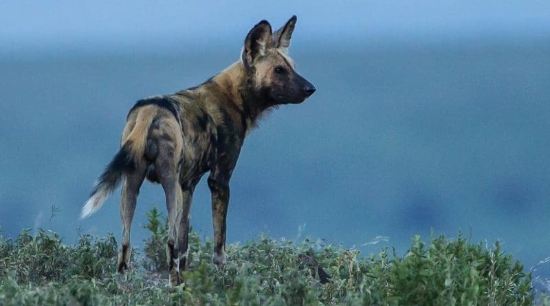 African wild dogs, Lycaon pictus, are not feral family pets, but an entirely separate species. Credit Per Harald Olsen, Norwegian University of Science and Technology