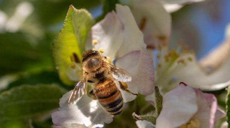 bee pollen