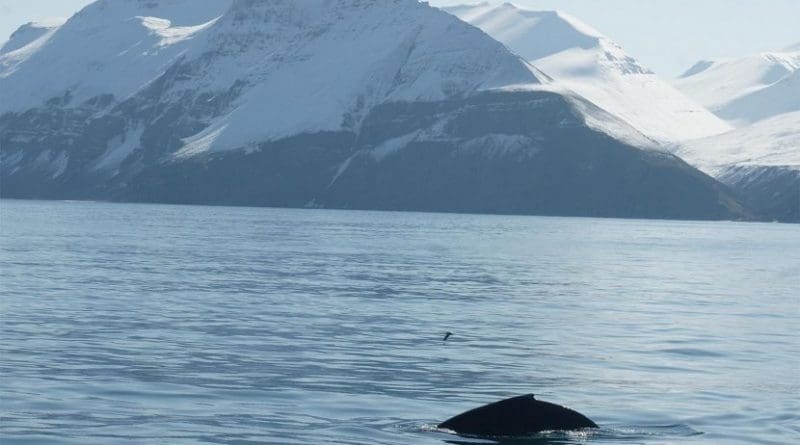 Humpback whale Credit The University of Iceland's Research Center in Húsavík, 2019