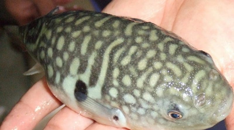 Researchers have identified the key compounds responsible for the taste of pufferfish (Takifugu obscurus). Credit Yuan Liu