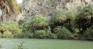 Cretan date palms (Phoenix theophrasti) at Preveli Gorge, Crete. Credit Jonathan Flowers