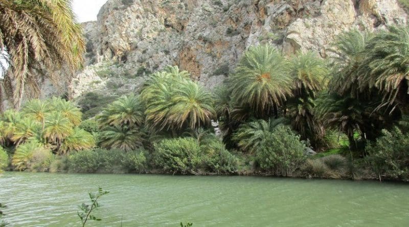 Cretan date palms (Phoenix theophrasti) at Preveli Gorge, Crete. Credit Jonathan Flowers
