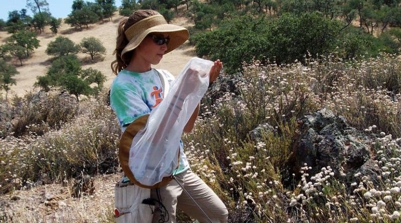 Utah State University researcher Joan Meiners, pictured in California's Pinnacles National Park, is lead author of a new study on bee surveys in the Jan. 17, 2019 edition of 'PLOS One.' Credit Therese Lamperty