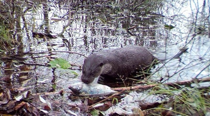The rarely seen Eurasian otter preparing to feast in the canal. Credit UGA
