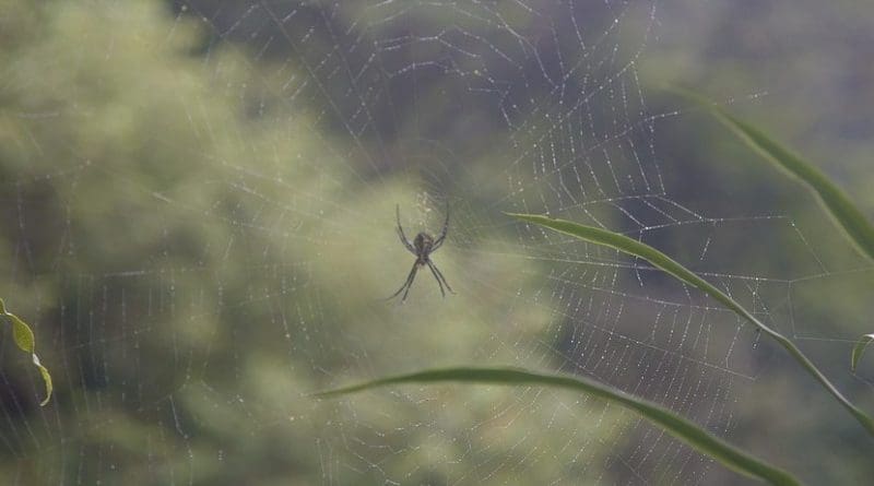 forest spider