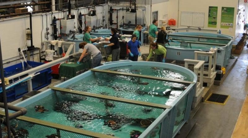 Sea turtle rehabilitation tanks at the New England Aquarium. The number of cold-stunning and stranding events among Kemp's ridley sea turtles, one of the world's most endangered species, is increasing at an "alarming" rate, say researchers led by Lucas Griffin at UMass Amherst. Credit courtesy of New England Aquarium/Connie Merigo