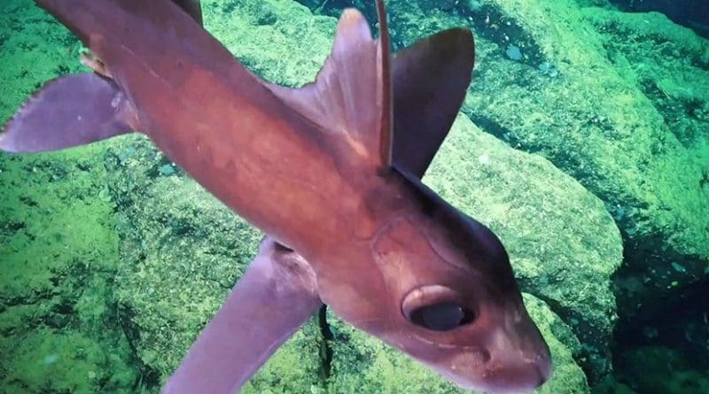 Chimaeras are cartilaginous fish, largely confined to deep water. Their closest living relatives are sharks, though their last common ancestor with sharks lived nearly 400 million years ago. Credit Schmidt Ocean Institute