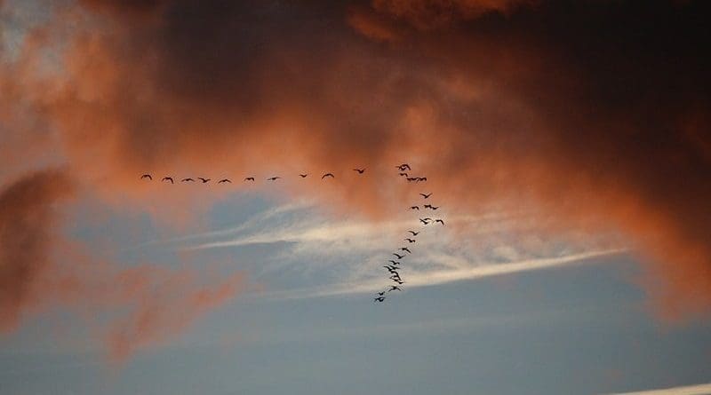 birds migration sunset