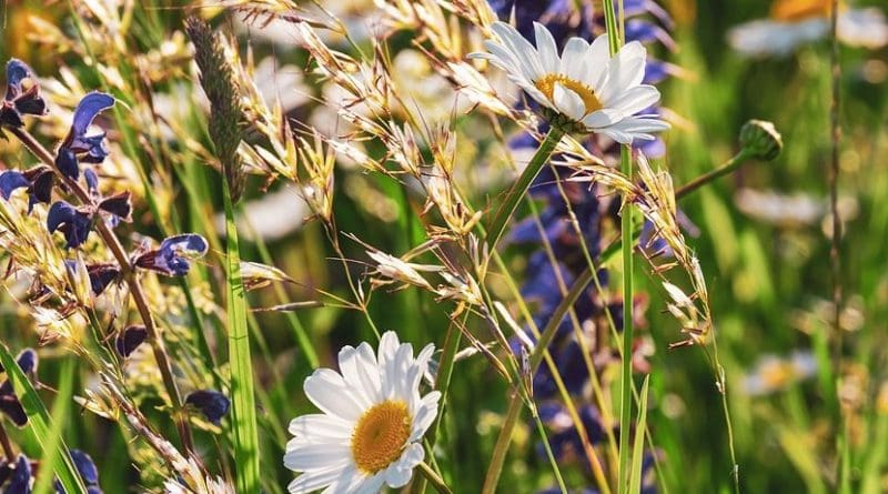 meadow field grass flowers