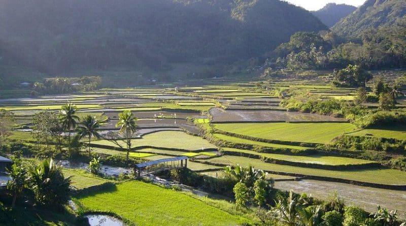 Rice fields in the Philippines