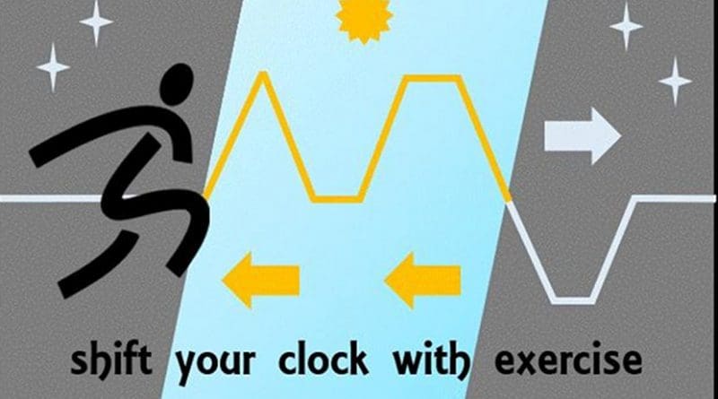New research in The Journal of Physiology suggests that exercise could counter the effects of jet lag, shift work, and other disruptions to the body's internal clock, helping individuals adjust to shifted schedules. Credit Credit: Kathryn Elliott. This image is in the public domain.