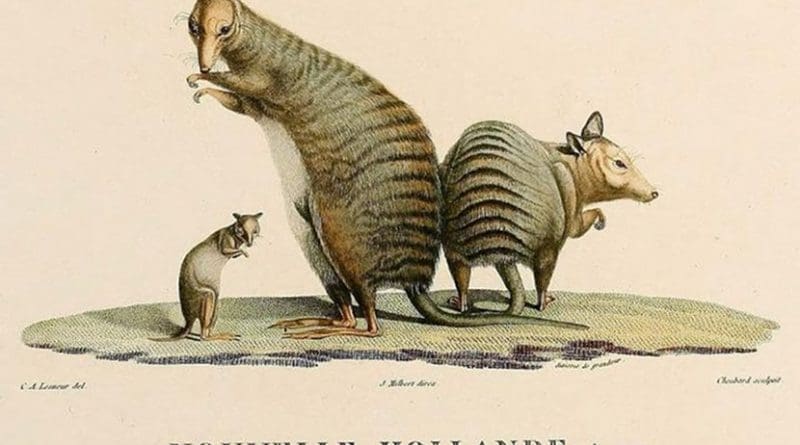 This is a drawing of Banded-hare wallabies from John Gould Mammals of Australia, 1845-63. Credit Public Domain