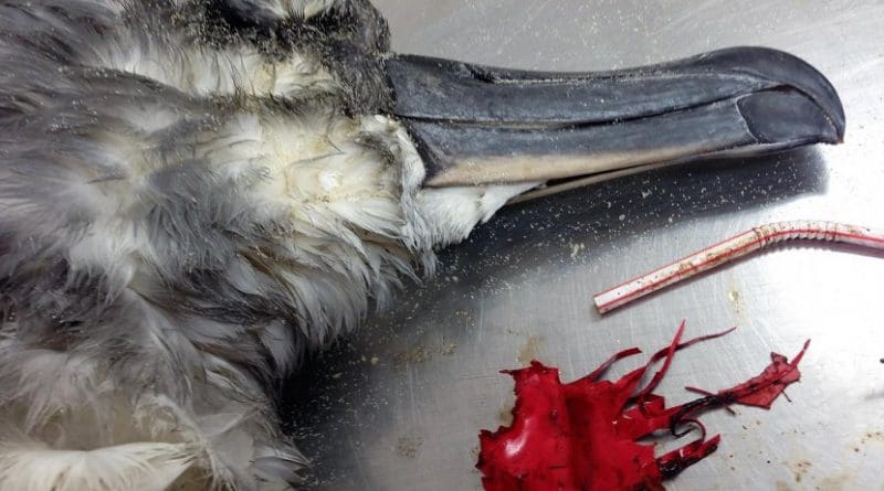This is a grey headed albatross autopsy with balloon debris. Credit Lauren Roman