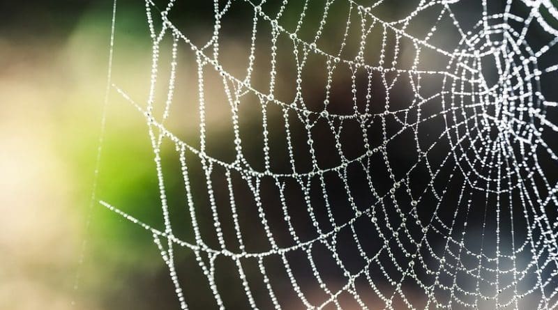 spider web silk