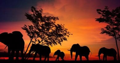 serengeti africa elephants