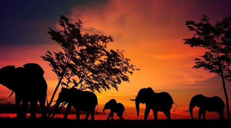 serengeti africa elephants