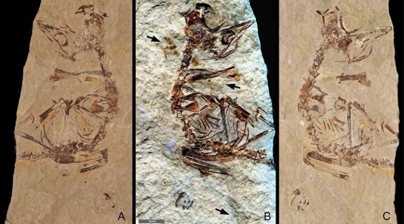 Feathers revealed in a ~125 million-year-old fossil of a bird hatchling shows it came "out of the egg running". Specimen MPCM-LH-26189 from Los Hoyas, Spain is preserved between two slabs of rock: (a) 'counter' slab under normal light (b) Laser-Stimulated Fluorescence (LSF) image combining the results from both rock slabs. This reveals brown patches around the specimen that include clumps of elongate feathers associated with the neck and wings and a single long vaned feather associated with the left wing. (c) Normal light image of the main slab. Scale is 5mm. Image Credit: Kaye et al. 2019 Credit @Kaye et al. 2019