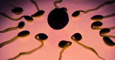 Sperm May Offer The Uterus A ‘Secret Handshake’ sperm egg fertilization