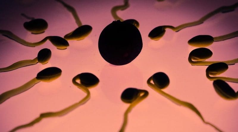 sperm egg fertilization
