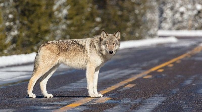 A wolf in Yellowstone Park, USA