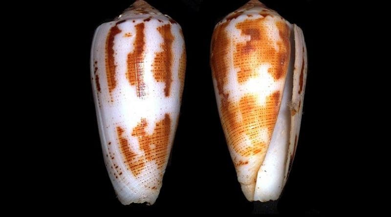 Shells of Conus magus. Photo Credit: Richard Parker, Wikipedia Commons