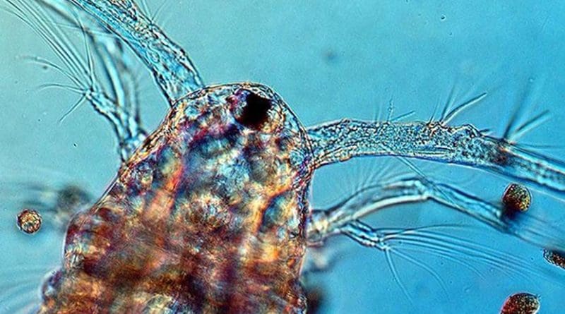 Copepods are the world's most common animals. In the summer there can be more than a hundred per liter of seawater. The article shows how their unique smell causes many of the ocean's smallest inhabitants to mobilize their defenses to avoid being eaten. Some produce toxins, other turn up their light production or bioluminescence and still others shrink to evade detection. Credit Erik Selander