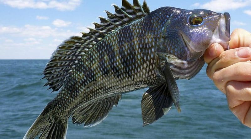 Black sea bass are one of the climate change "winners" that have seen their productivity increase with warming ocean temperatures. Credit Orion Weldon