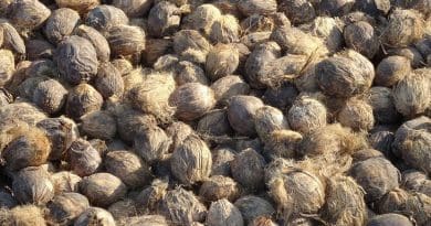 Betal, or Areca, nuts