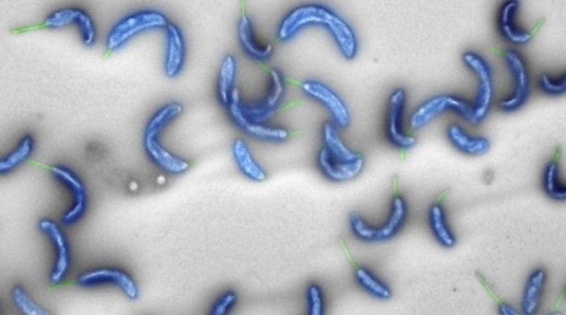 Caulobacter crescentus is a harmless bacterium living in fresh water throughout the world (electron microscope image). Credit ETH Zurich