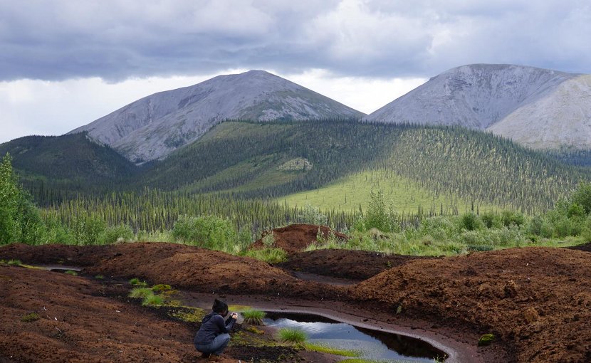 A peat plateau on the Dempster Highway with standing pools with bright green algal mats and a spectacular backdrop featuring the boreal forest. Credit Trevor Porter