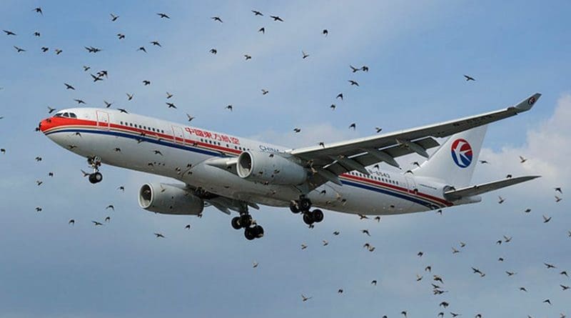 An Airbus A330 of China Eastern behind a flock of birds at London Heathrow. Photo Credit: NMOS332, Wikipedia Commons
