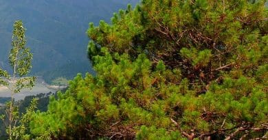 Benguet pine tree in Philippines. Photo Credit: anne_jimenez, Wikipedia Commons.
