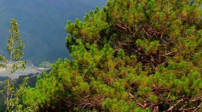 Benguet pine tree in Philippines. Photo Credit: anne_jimenez, Wikipedia Commons.