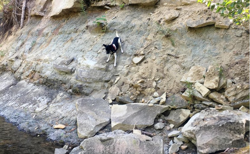 The author's 45-pound dog gives a sense of the size of the bedrock boulders being eroded from the side of the Teanaway River. The previous floodplain is just visible at the top of the frame. Credit Sarah Schanz/Indiana University