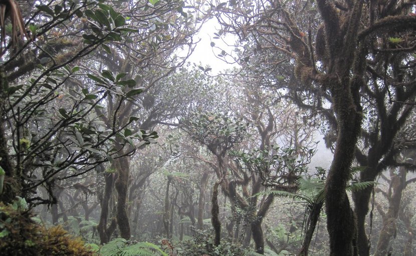 Elfin cloud forest in the El Yunque National Forest of Puerto Rico. Credit Photo by María Rivera