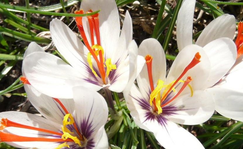 Saffron Comes From Attica Origin Of Saffron Crocus Traced Back To