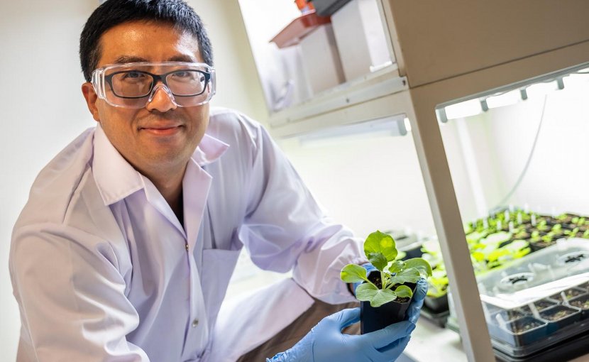 Asst Prof Wei Ma from NTU Singapore discovered a sustainable way to demonstrate a new genetic modification that can increase the yield of natural oil in seeds by up to 15 per cent in laboratory conditions. Credit NTU Singapore