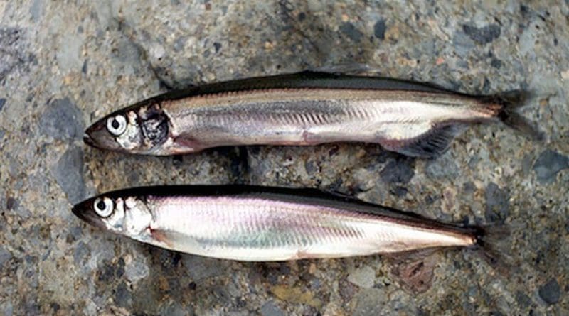 Male and female capelin. Credit: The Navigator