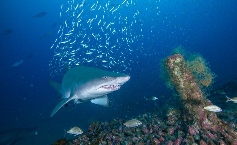 Shipwrecks off the North Carolina coast are important habitats for sand tiger sharks, a fierce-looking but docile species whose population plummeted in the 1980s and '90s and is now listed as globally vulnerable by IUCN. Credit John McCord, Coastal Studies Institute