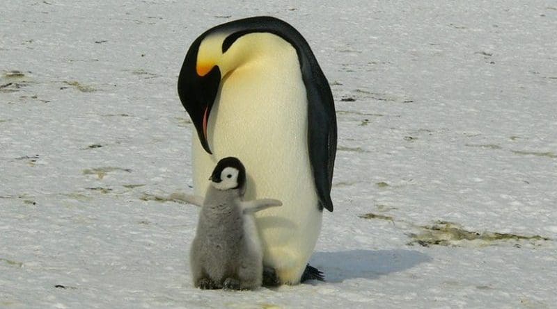 emperor penguin